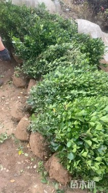 冠幅30厘米大叶黄杨球