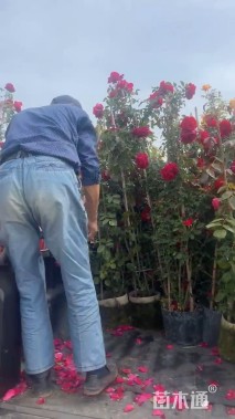 高度150厘米木香