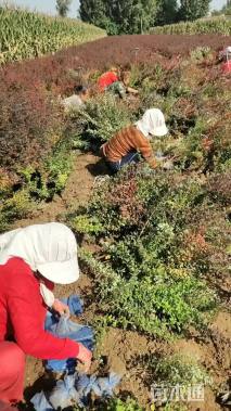 高度60厘米紫叶小檗