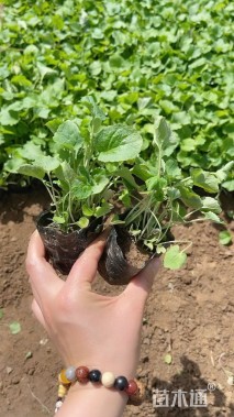 高度10厘米二月兰