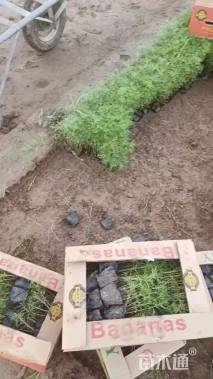 高度20厘米波斯菊