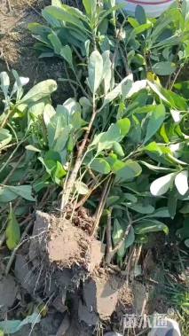 高度80厘米结香