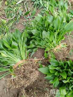 高度20厘米花叶玉簪