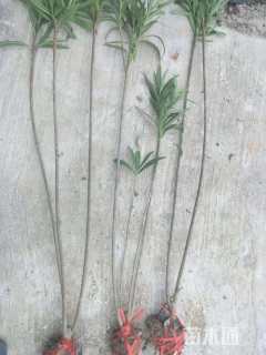 高度1.2厘米夹竹桃