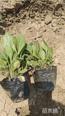 高度1厘米黑心菊