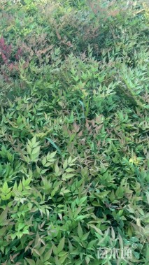 高度37厘米南天竹