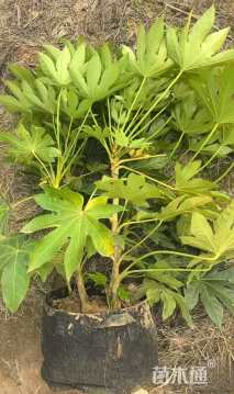 高度60厘米八角金盘