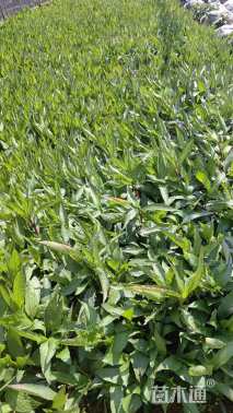 高度50厘米翠芦莉