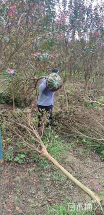 高度200厘米天鹅绒紫薇