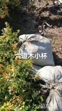 30厘米大花六道木小苗