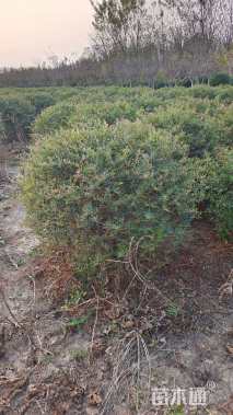 冠幅100厘米火棘球