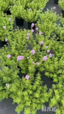 高度15厘米细叶美女樱