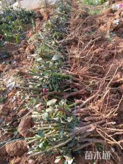 高度20厘米月季