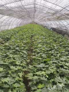 高度30厘米八角金盘