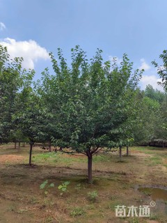 20公分日本晚樱