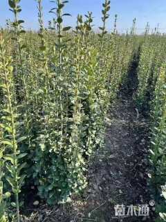 高度100厘米北海道黄杨