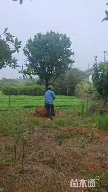 高度300厘米金桔