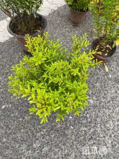 高度10厘米满天星