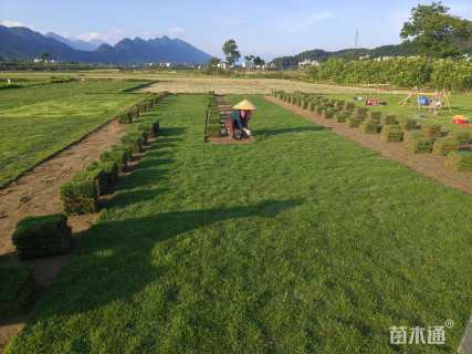 草卷状马尼拉草