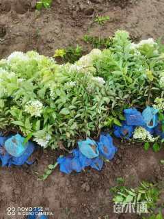 高度60厘米绣球