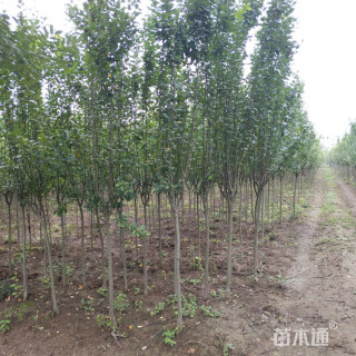 10公分西府海棠