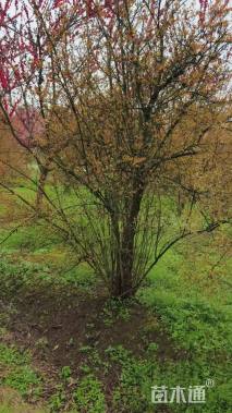 高度250厘米丛生花石榴