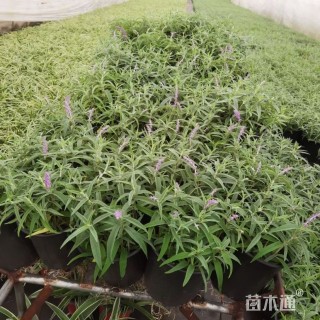 高度30厘米墨西哥鼠尾草