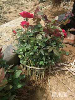 高度30厘米丰花月季小苗