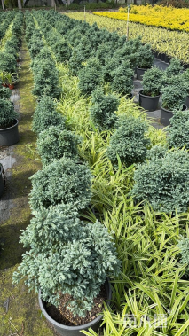 高度20厘米蓝色波尔瓦