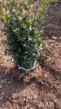 高度60厘米大叶黄杨