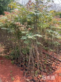 高度120厘米栾树小苗