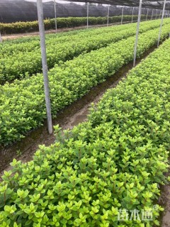 容器苗安酷杜鹃