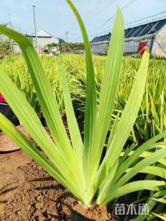 高度30厘米鸢尾