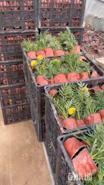 高度20厘米万寿菊