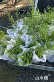 高度40厘米澳洲米花