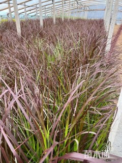 高度25厘米紫叶狼尾草