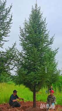 高度600厘米青海云杉