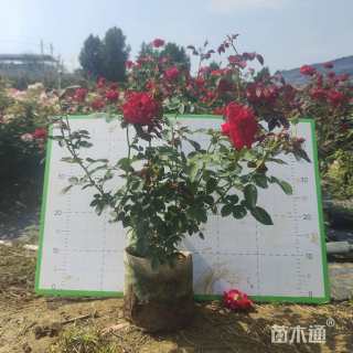 高度40厘米丰花月季