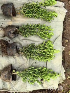 高度40厘米瓜子黄杨