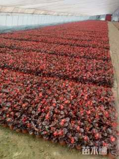 高度20厘米四季海棠