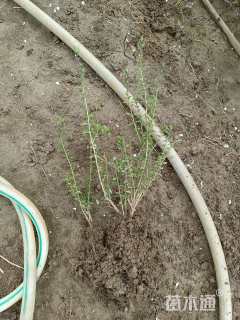 高度30厘米六月雪小苗