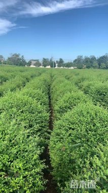 冠幅180厘米小叶女贞球