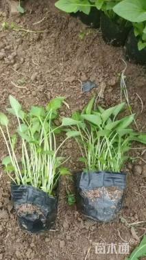 高度25厘米紫花地丁