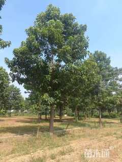 18公分楸树
