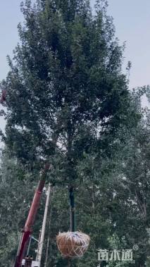 20公分美国红枫