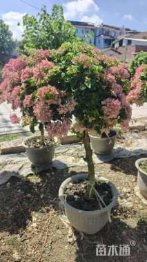 高度100厘米三角梅