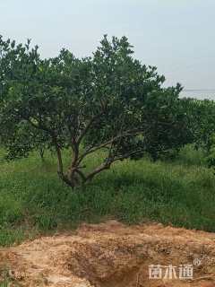 高度50厘米丛生胡柚