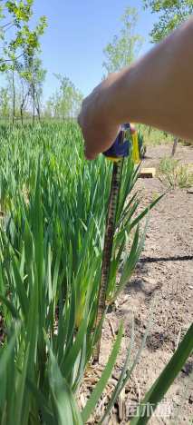 高度70厘米黄花鸢尾