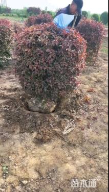 高度50厘米红叶李球