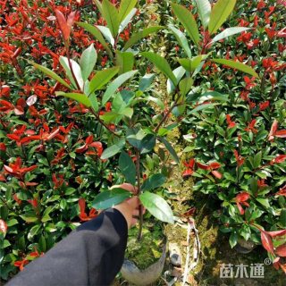 高度100厘米红叶石楠小苗